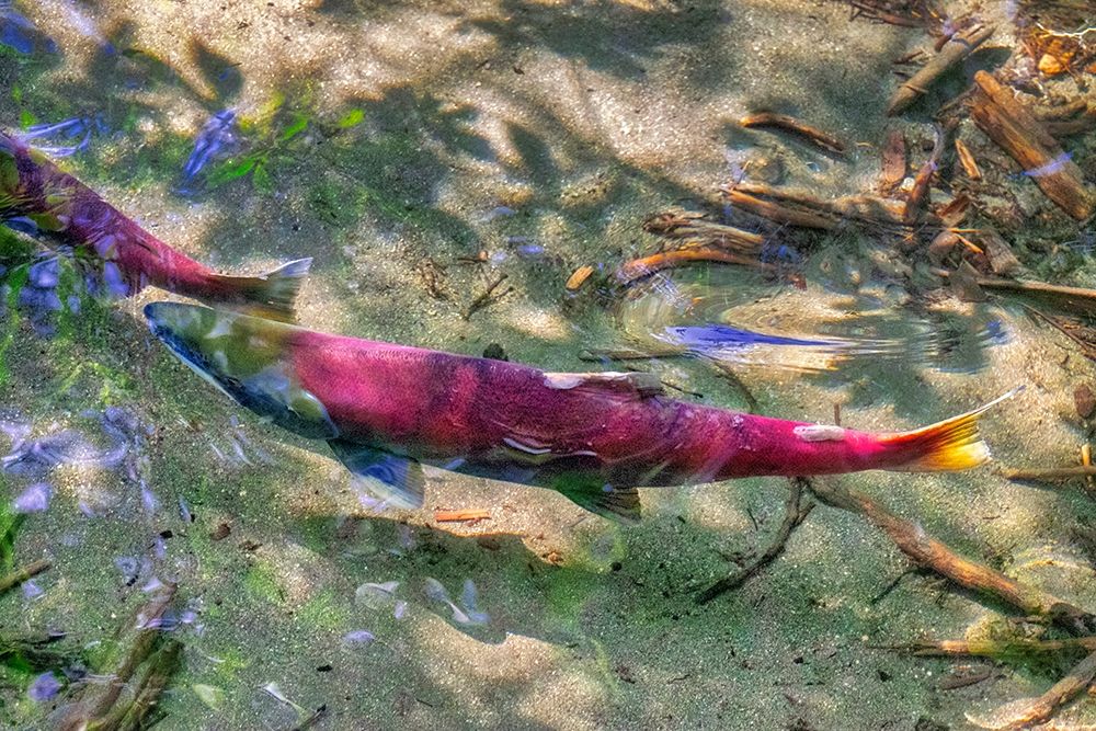 Pink Salmon-Juneau-Alaska-USA
